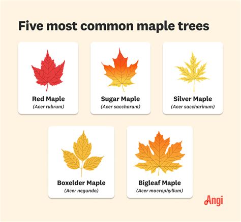 Types Of Maple Trees