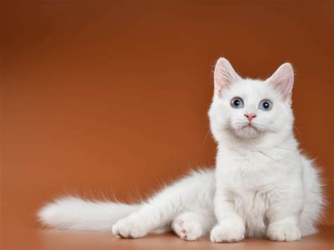 Munchkin Cat Breed Profile: History, Personality & Health | Cat-World