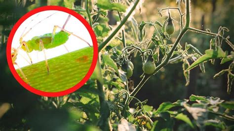 Aphids on Tomato Plants: Identification, Control, Prevention