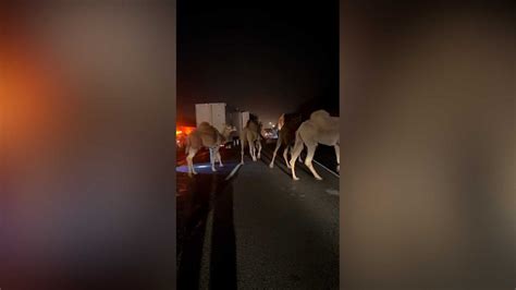 Video Circus animals rescued from semi-truck fire on Indiana highway ...