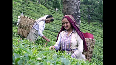 ‘Tea Garden Land Won't be Allowed to Use for Non-Tea Purposes’- Joint ...