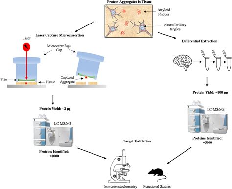 Proteomes | Free Full-Text | Deep Profiling of the Aggregated Proteome ...