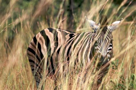 camouflaged zebra | Flickr - Photo Sharing!