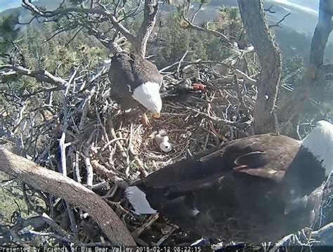 Big Bear Bald Eagle Chicks Hatch During Livestream | Banning, CA Patch