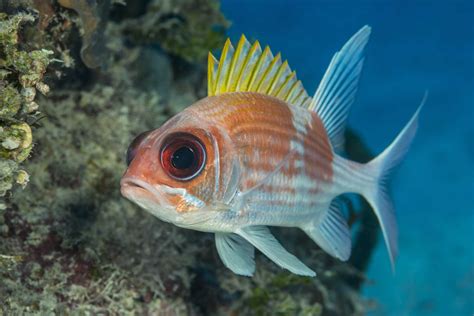 Common Reef Fish of Florida and the Caribbean