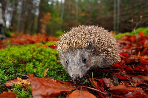 Where Do Hedgehogs Live in the Wild? - WorldAtlas