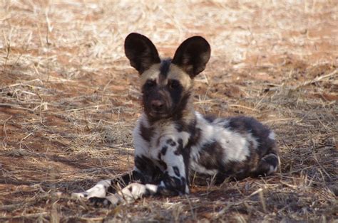 15 Most dangerous animals in Africa | Lowvelder