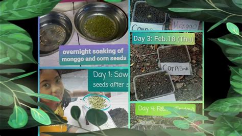 Seed Germination Experiment of monggo and corn seeds - YouTube