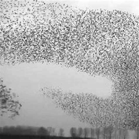 What kind of birds do murmuration? - DIY Seattle