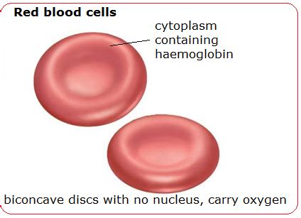 Blood cells - structure and functions - Biology Notes for IGCSE 2014