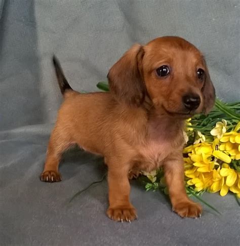 Miniature Dachshund Puppies For Sale | Canton, OH #150534