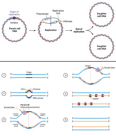 Comparing and Contrasting DNA Replication in Eukaryotes & Prokaryotes ...