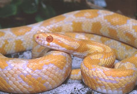 White And Yellow Corn Snake