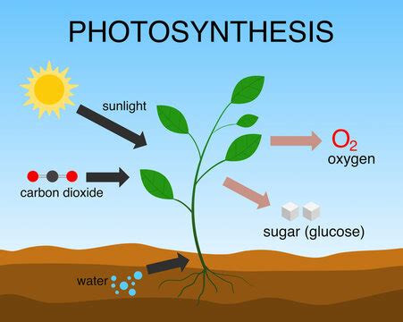 Explain photosynthesis with a diagram? Write the balanced equation for ...