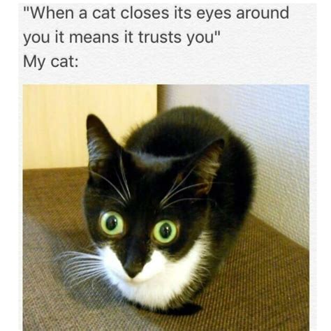 100 Funniest Cat Memes Ever