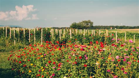 Cut Flower Growers In South Africa - Home Alqu