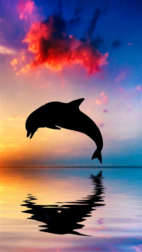 Dolphin bounce the sea | iPhone Wallpaper | Golfinhos, Criaturas ...