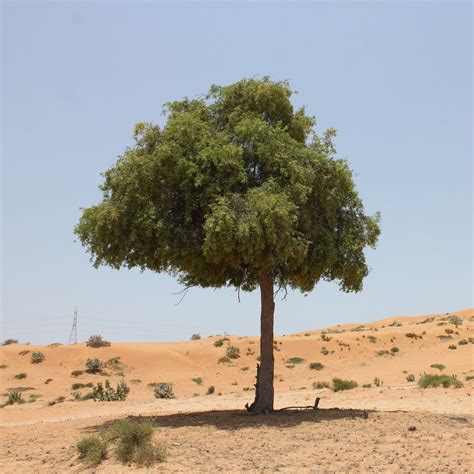 Prosopis Cineraria (Ghaf) National Tree Of UAE — Finecity Landscape