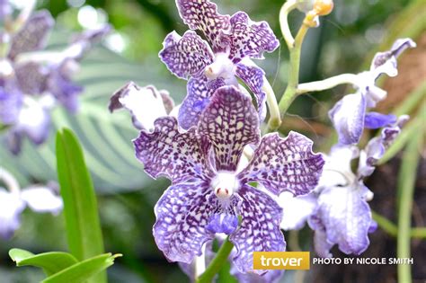 National Orchid Garden in Singapore - Singapore Attractions