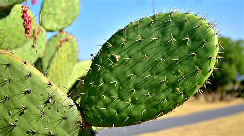 World’s first cactus-powered plant opens in Mexico