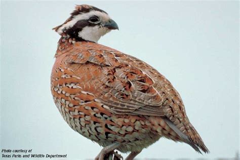 Quail hunting season opens Saturday