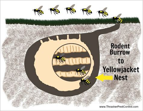 Pests that Collaborate: Yellowjackets and Rodents | Thrasher Termite ...