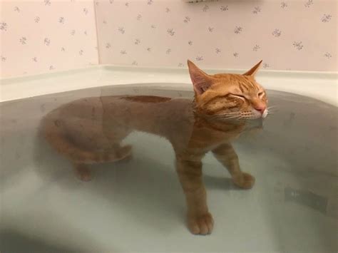 Cat in a bathtub/ cat/ water Cute Kittens, Silly Cats, Crazy Cats, Cats ...