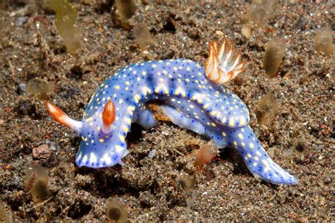 Nudibranch