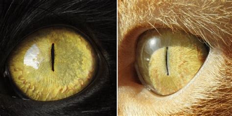 Mesmerizing! Fun Facts About Cats Eye Colors - Cole & Marmalade