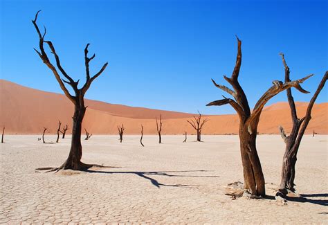 14 Desert Biome Facts - Animals, Plants, Temperature & More | Facts.net