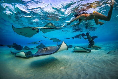 6 Best Stingray City Experiences In The Cayman Islands — The Beach