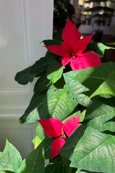 How To Repot Poinsettia (With 6 Easy Steps) - Garden For Indoor