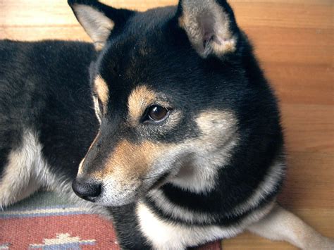 Duitse Herder Shiba Inu Mix | Sport and Life