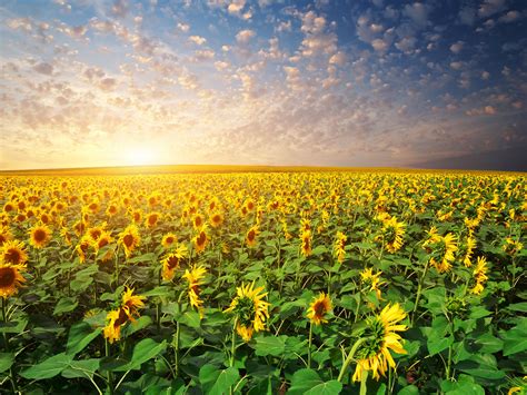 scenery, Fields, Sunflowers, Sunrises, And, Sunsets, Sky, Nature ...