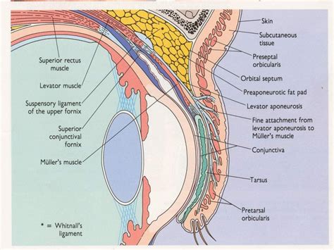 Conjunctiva anatomy and physiology