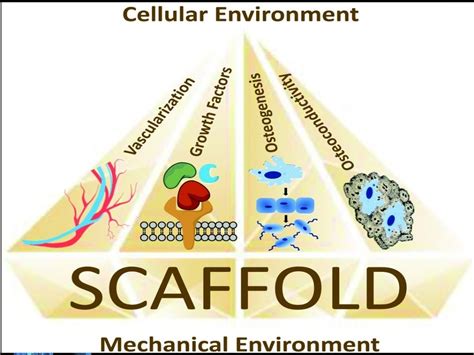 Biomaterials for tissue engineering slideshare