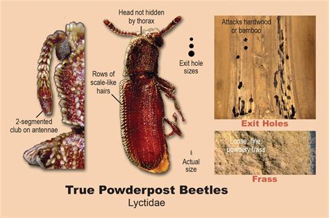 Powder Post Beetle Identification