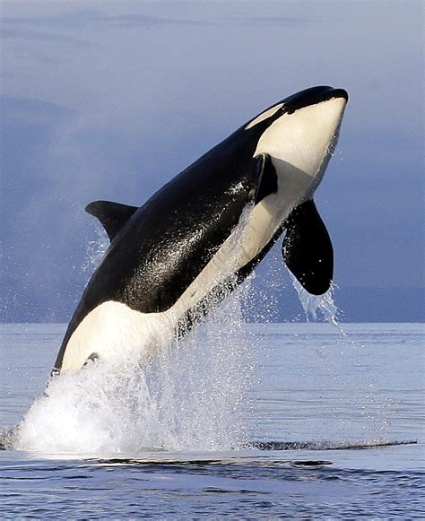 Bad breath: Study finds array of bacteria when orcas exhale | The ...