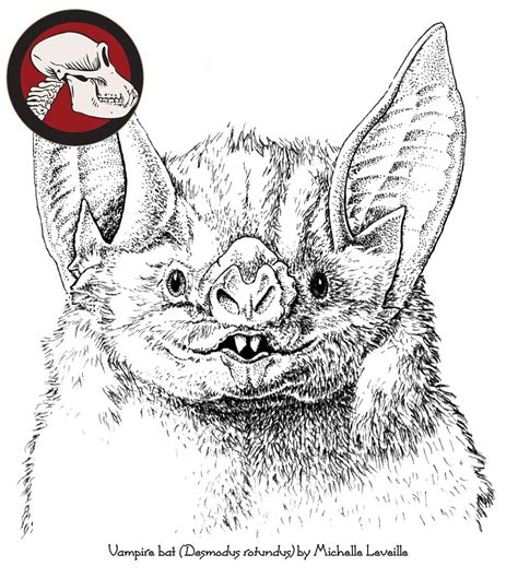 Vampire bat drawn by Michelle Leveille. | Vampire bat, Drawings, Animal ...