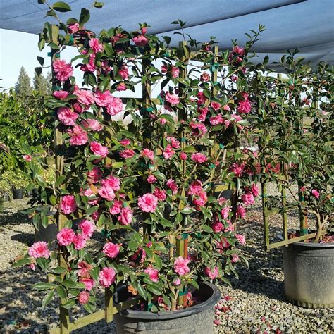 Camellia Sasanqua Trellis