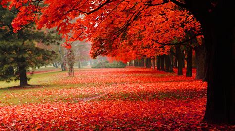 wallpaper Natural, park, autumn, red leaves, autumn scenery HD ...