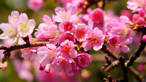 Pink Cherry Blossom Tree Wallpaper