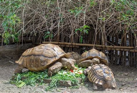 Sulcata Tortoise Care Guide: Everything You Need to Know