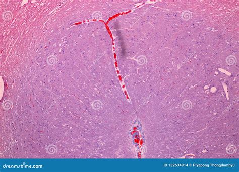 Cerebellum Under Microscope