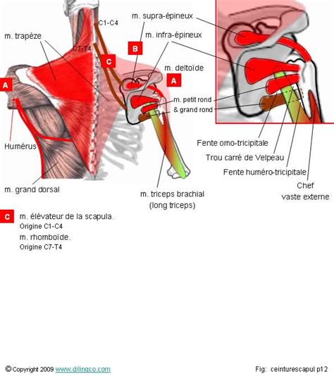 Muscle ceinture scapulaire