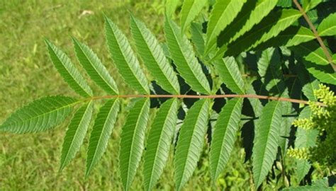 Compound Leaf Identification | Garden Guides