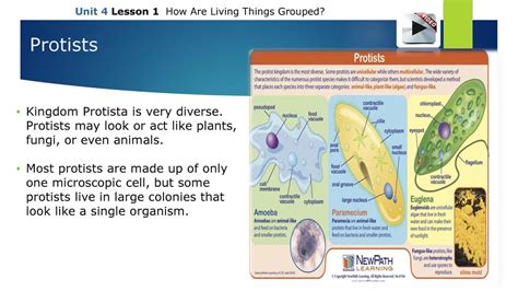 Classification Dichotomous key Domain Genus species - ppt download