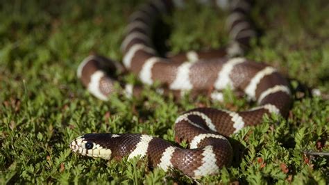 Kingsnake | San Diego Zoo Animals & Plants