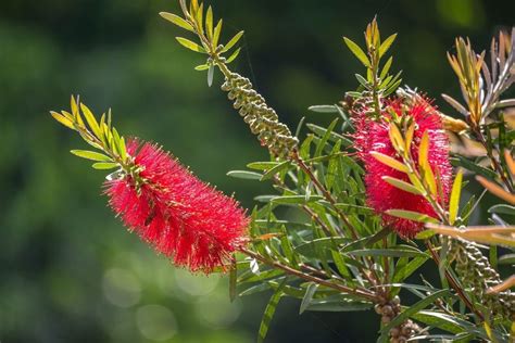 Common Bottlebrush Diseases - Learn About Bottlebrush Disease Treatment