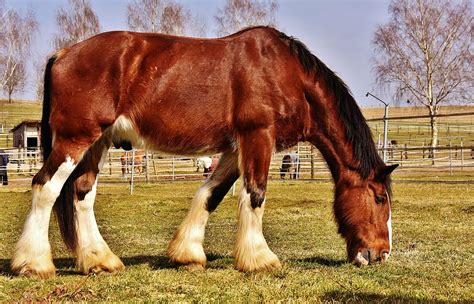 Free download | brown, white, horse, eating, grass, farm, shire horse ...